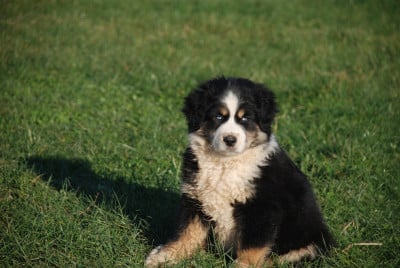 Les chiots de Berger Américain Miniature 
