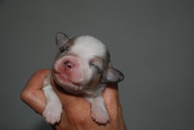 Les chiots de Berger Américain Miniature 