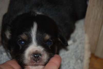Les chiots de Berger Américain Miniature 