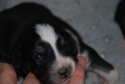 Les chiots de Berger Américain Miniature 