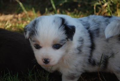 Les chiots de Berger Américain Miniature
