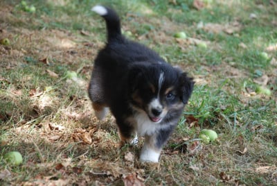 Les chiots de Berger Américain Miniature