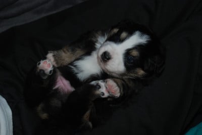 Les chiots de Berger Américain Miniature 