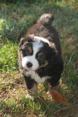 Les chiots de Berger Américain Miniature 