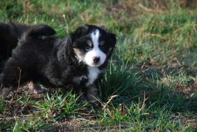 Les chiots de Berger Américain Miniature 