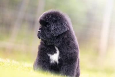 Les chiots de Terre-neuve