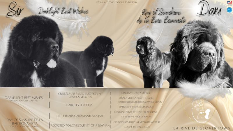 Terre-neuve - de La Rive De Glovertown