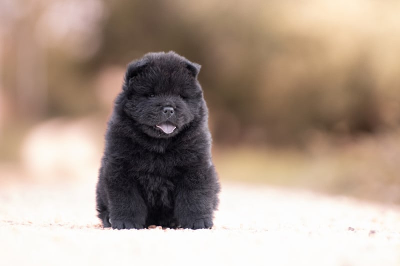 Chow Chow - de La Rive De Glovertown