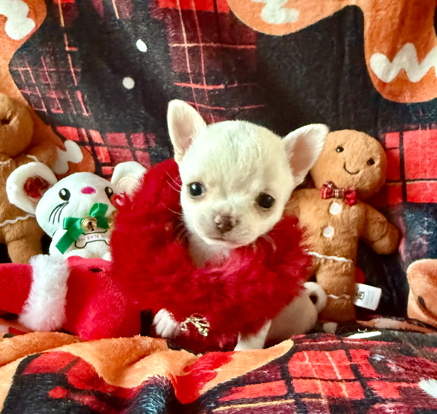 AKIRA - Chihuahua