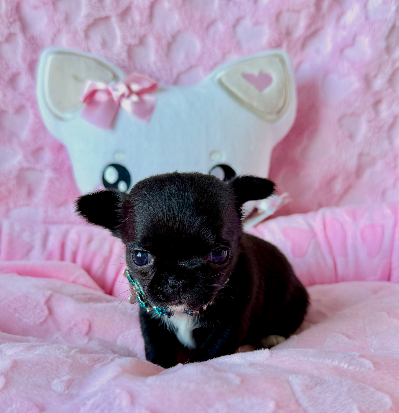 Baccarat - Chihuahua