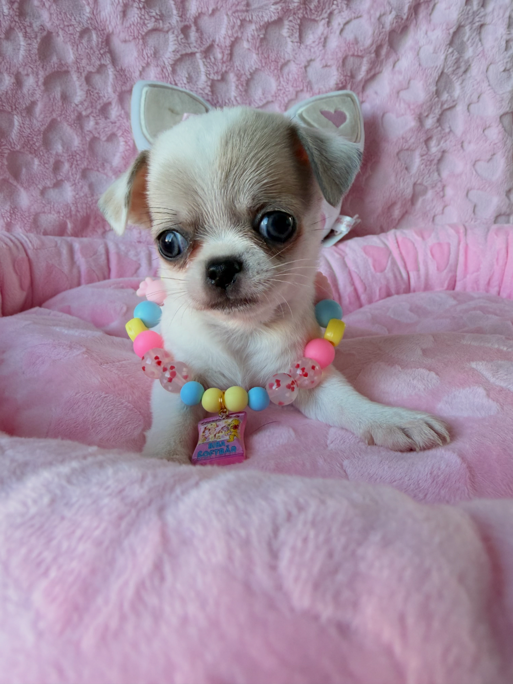 brooklyn - Chihuahua