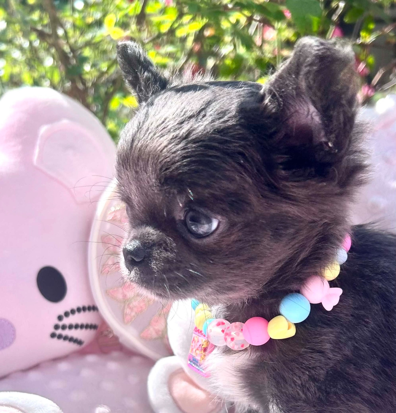 Chiot N°1
