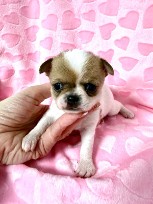 Les chiots de Chihuahua