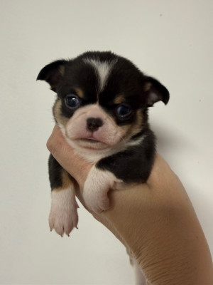 Les chiots de Chihuahua