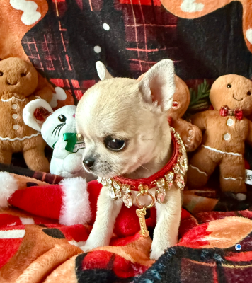 Les chiots de Chihuahua