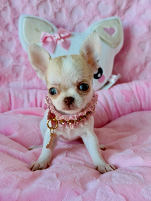 Les chiots de Chihuahua