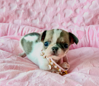 Les chiots de Chihuahua