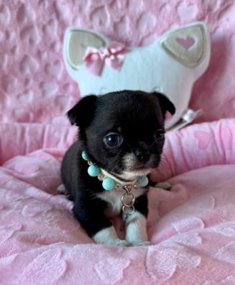 Les chiots de Chihuahua