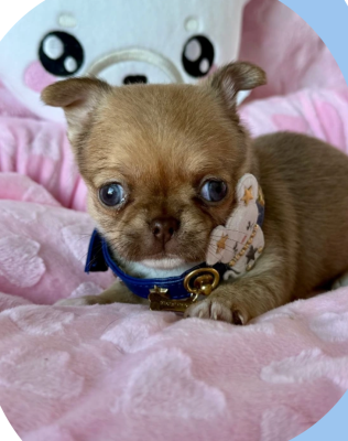 Les chiots de Chihuahua