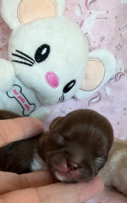 Les chiots de Chihuahua