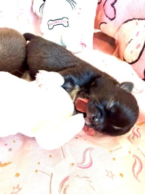 Les chiots de Chihuahua
