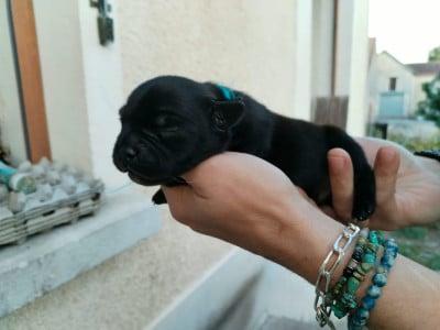 Les chiots de Staffordshire Bull Terrier