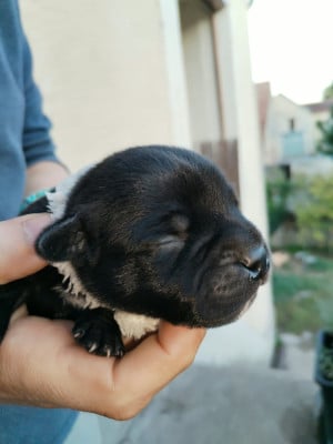 Les chiots de Staffordshire Bull Terrier