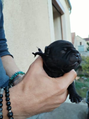 Les chiots de Staffordshire Bull Terrier
