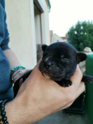 Les chiots de Staffordshire Bull Terrier