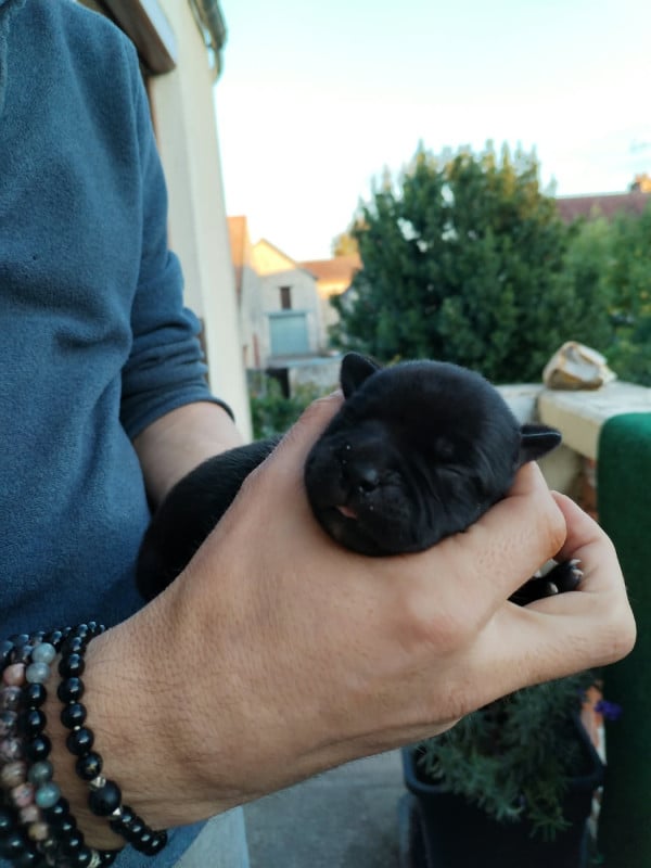Staffordshire Bull Terrier - Krokopstaff
