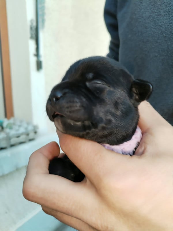 Staffordshire Bull Terrier - Krokopstaff