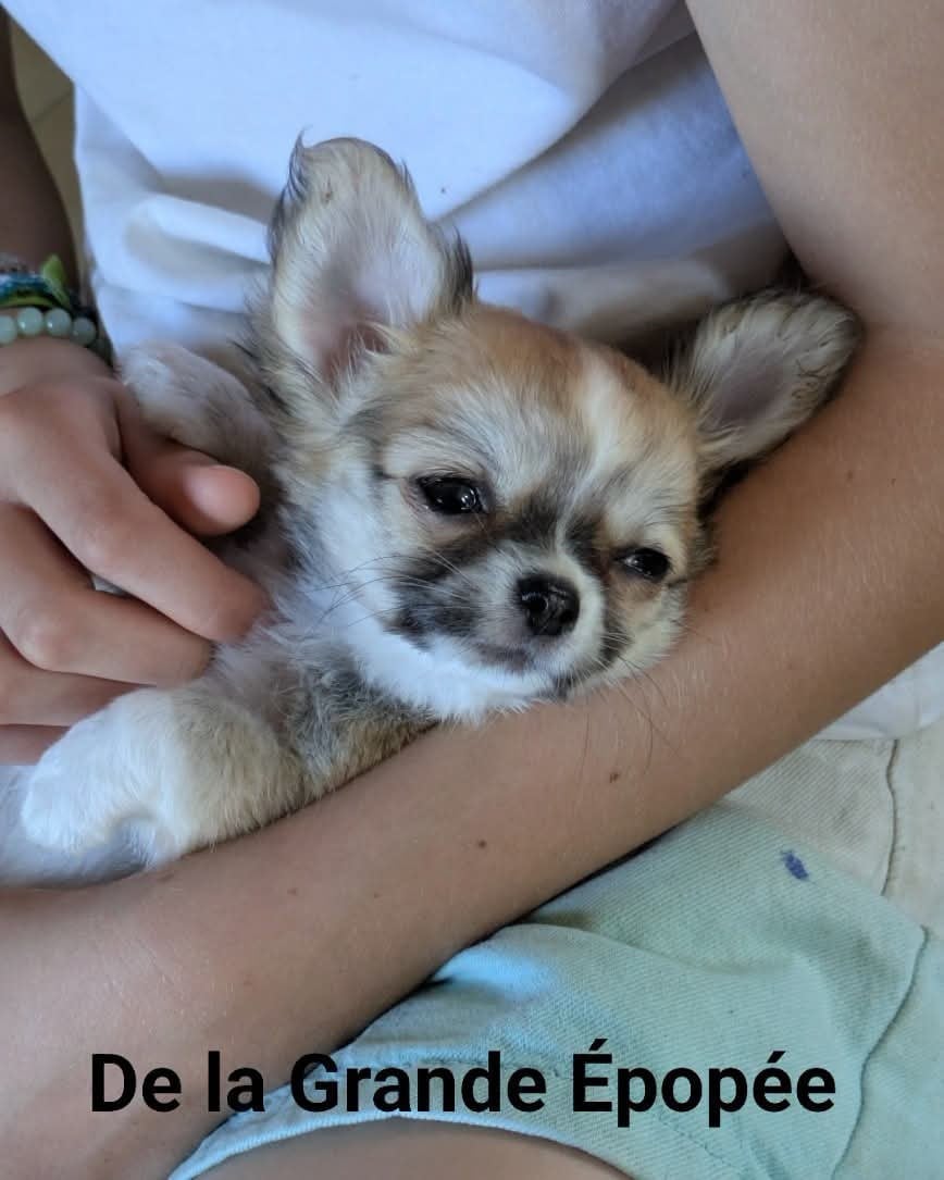 Biscuit