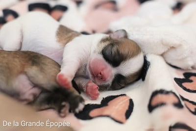 B... - Chihuahua