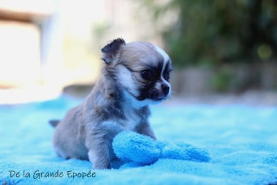 Les chiots de Chihuahua
