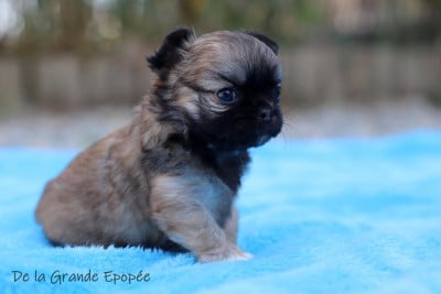 Les chiots de Chihuahua