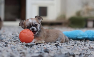 Les chiots de Chihuahua