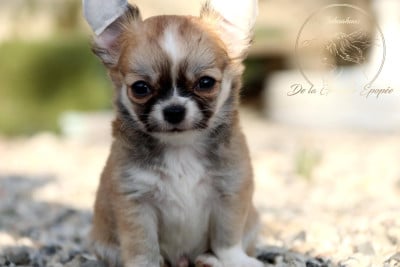 Les chiots de Chihuahua