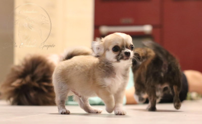 Les chiots de Chihuahua