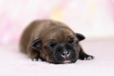 Les chiots de Staffordshire Bull Terrier