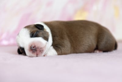 Les chiots de Staffordshire Bull Terrier