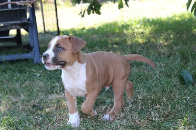 CHIOT 2 - American Staffordshire Terrier