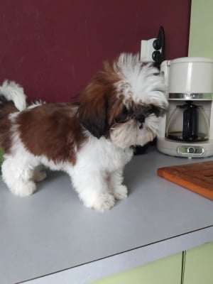 Les chiots de Shih Tzu