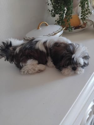 Les chiots de Shih Tzu