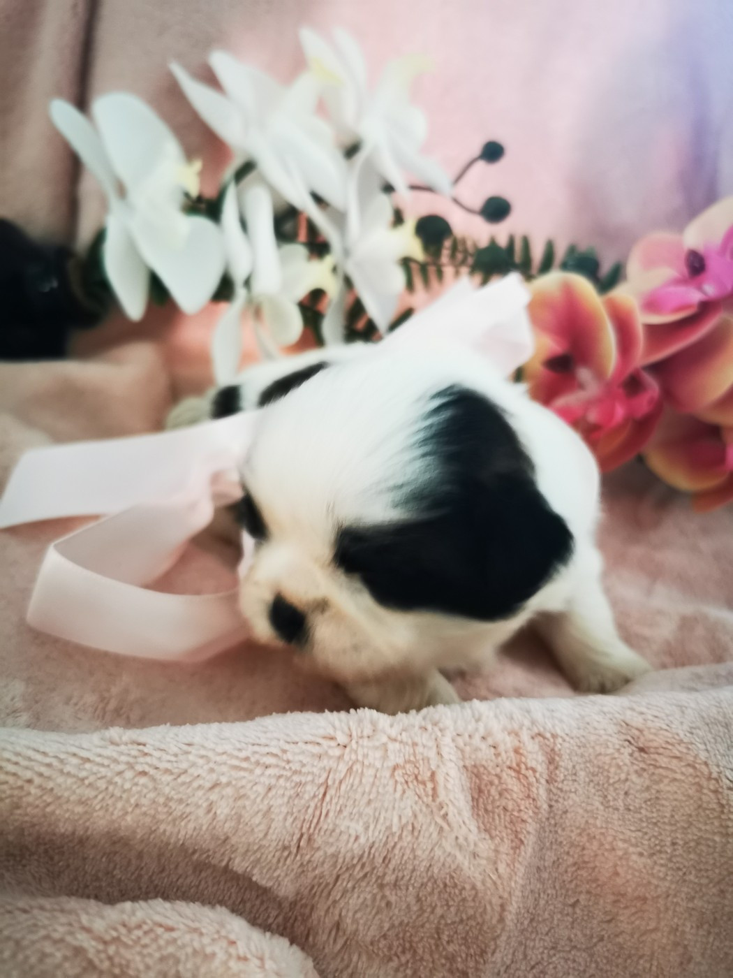 Shih Tzu - Del Sole Splendente