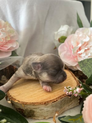 Les chiots de Chihuahua