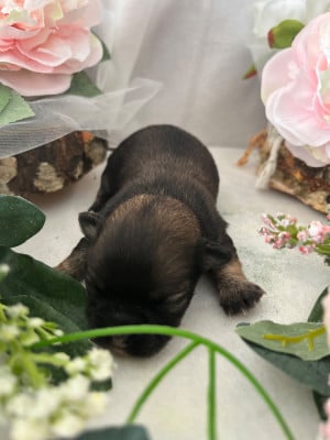 Les chiots de Chihuahua