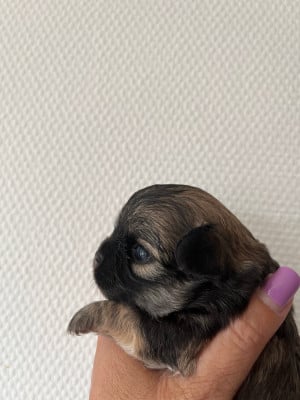 Les chiots de Chihuahua