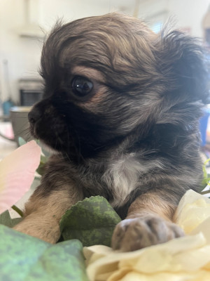 Les chiots de Chihuahua