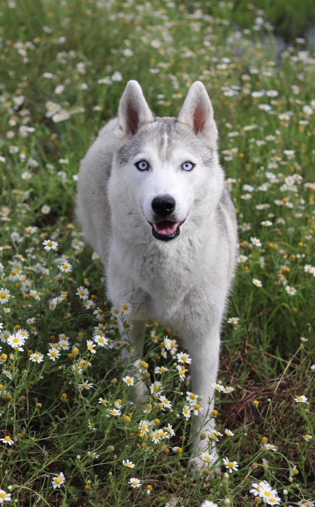 Publication : Spirit Of The Wind's