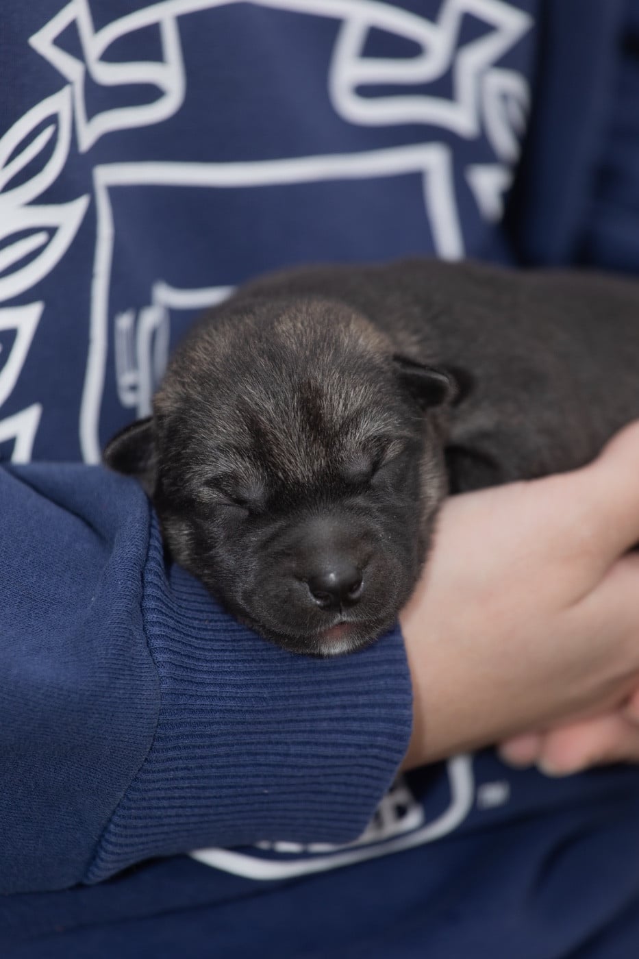 Back to the origins - Siberian Husky